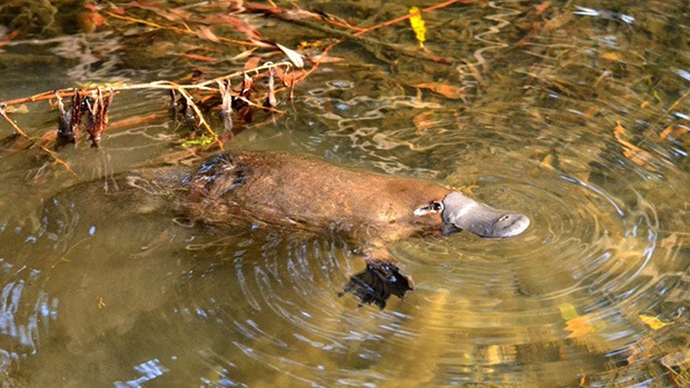 Platypus