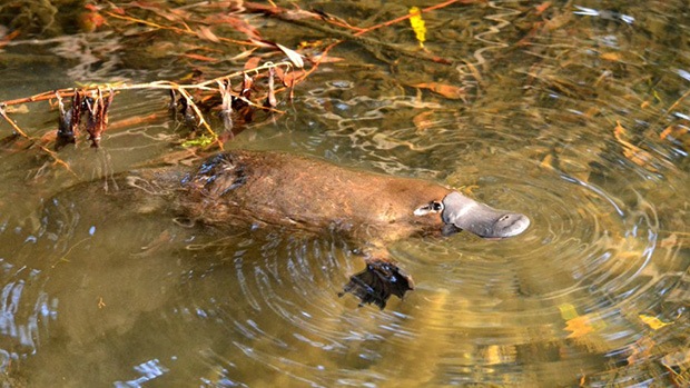 Platypus