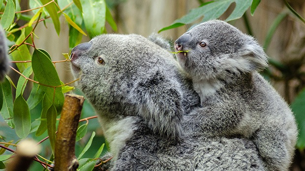 Koala and its joey munching on leaves