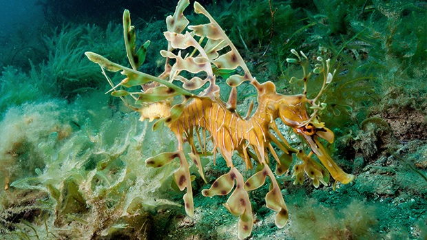 Leafy seadragon