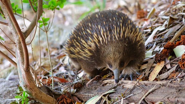 An echidna on leaf litter.