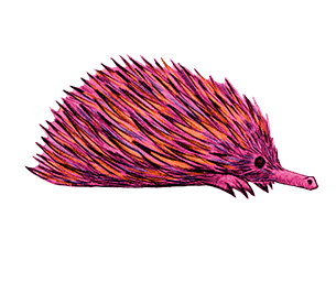 Echidna