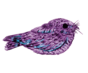 Common poorwill