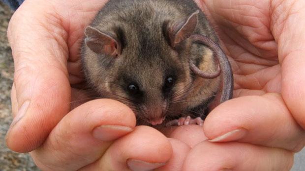 Possum in cupped hands.