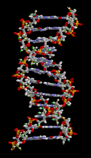 ADN animation.gif