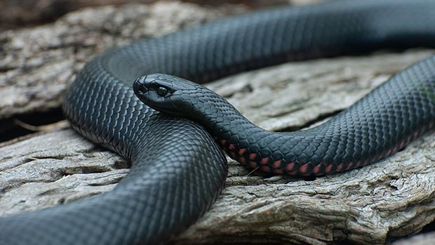 A picture of a red-bellied black snake.