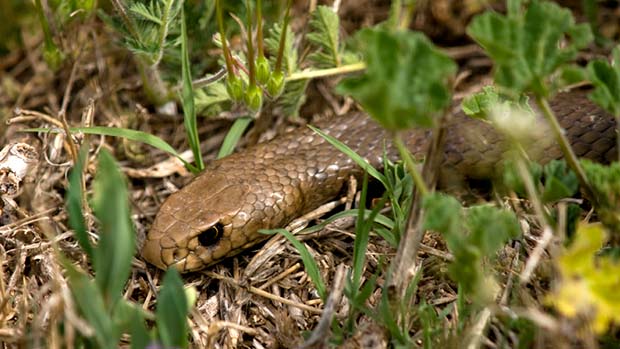 A photo of a brown snake.