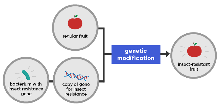 thesis for genetic modification