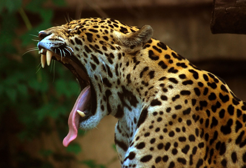 Close-up of a jaguar yawning