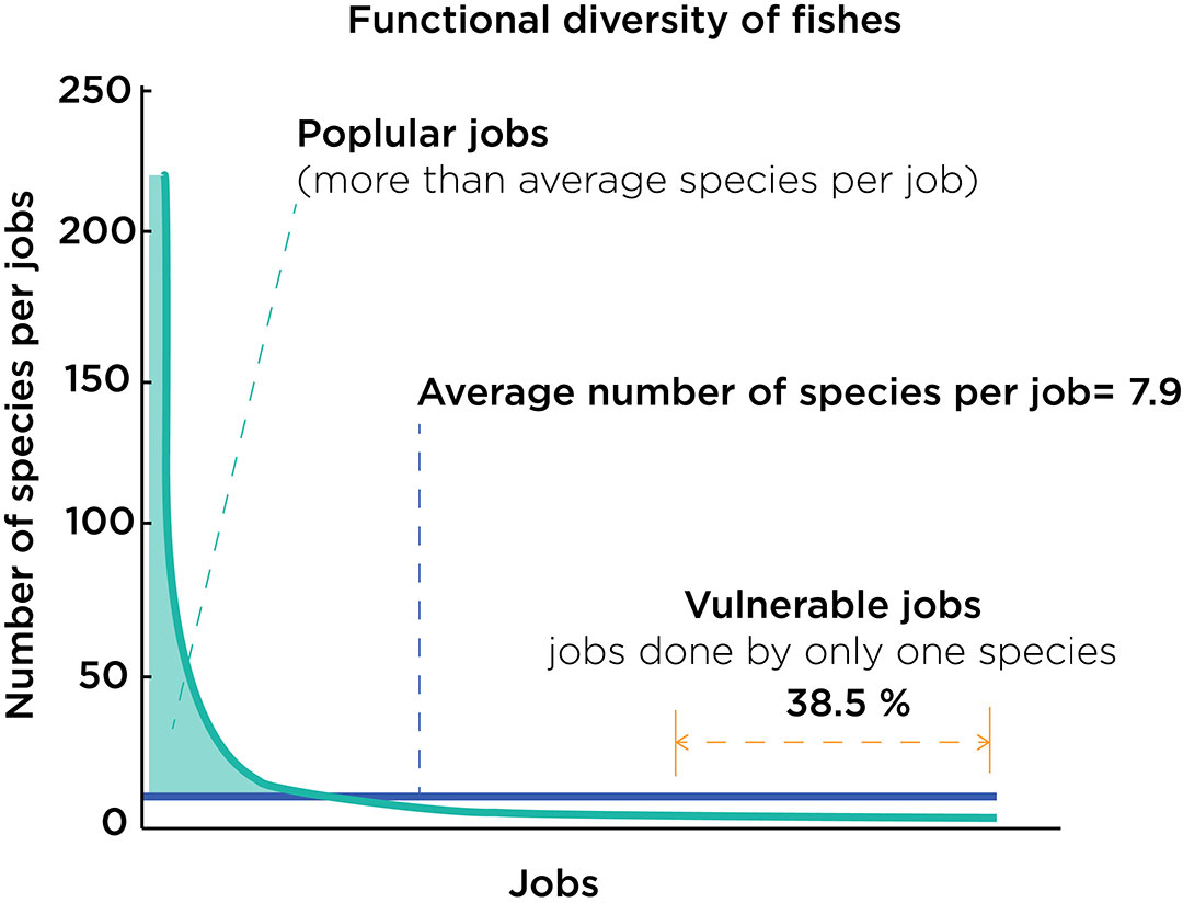 Graph titled ‘Functional diversity of fish’ showing that most reef jobs are performed by just one species.