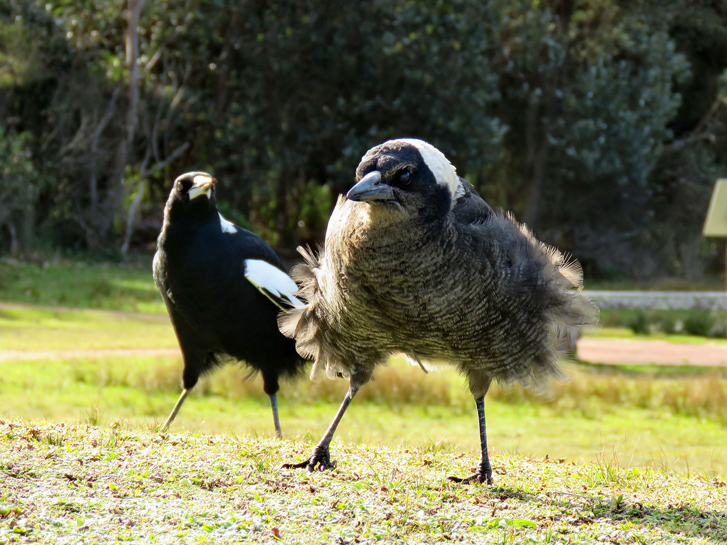 Fluffy magpie fledgling standing in front of adult magpie