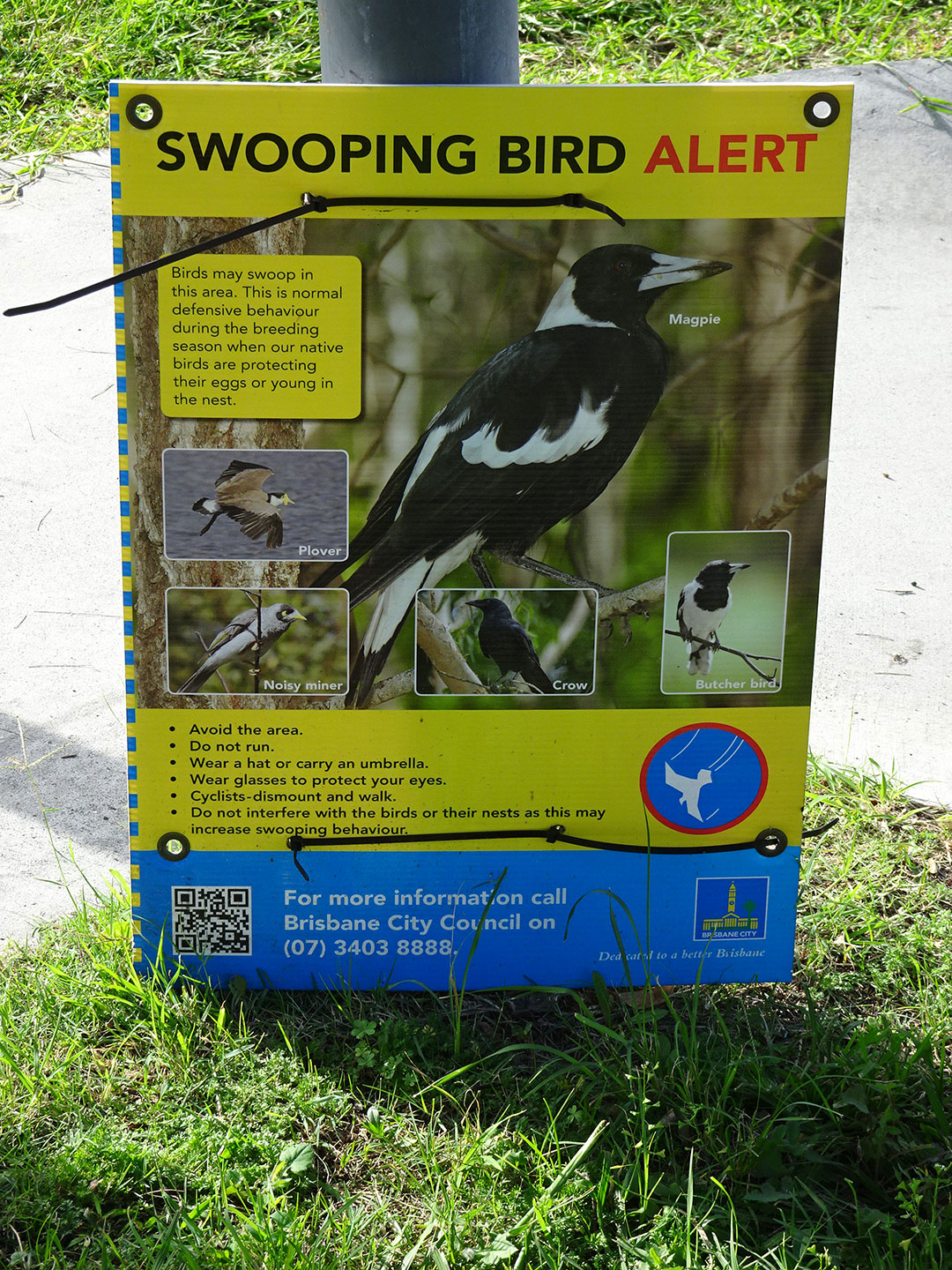 A sign warning about swooping birds