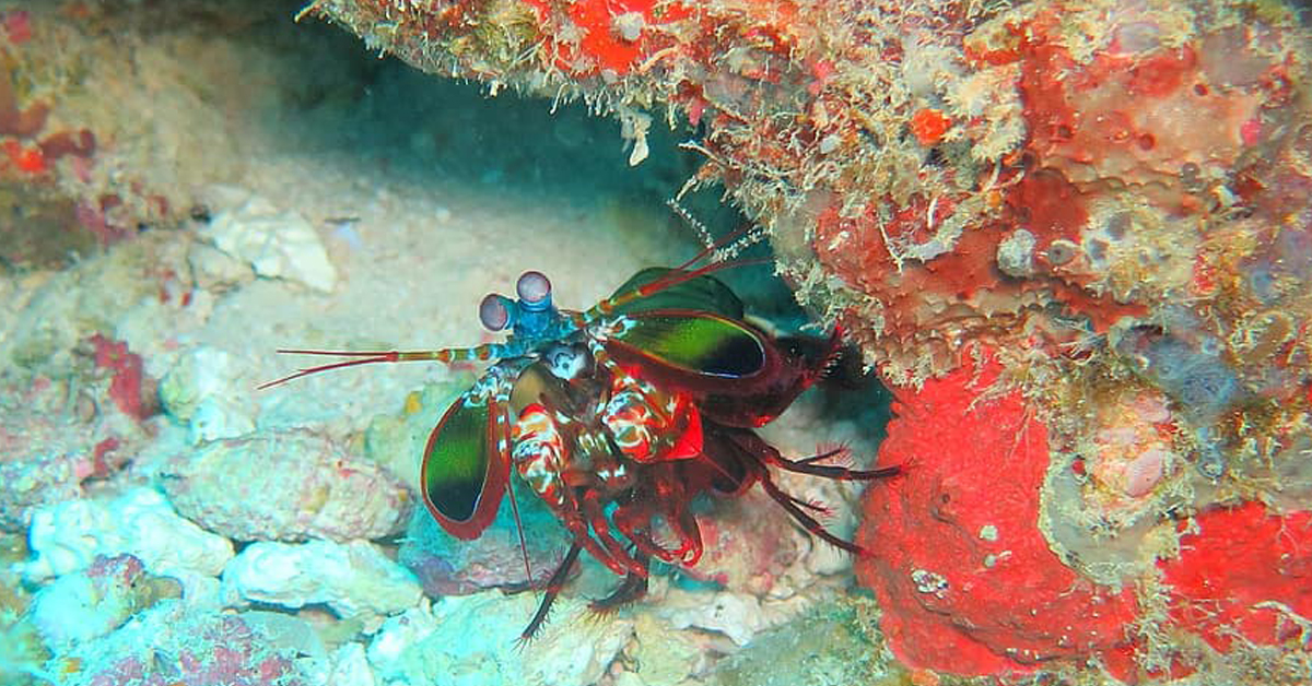 A colourful shrimp called a mantis shrimp near a coral underwater habitat