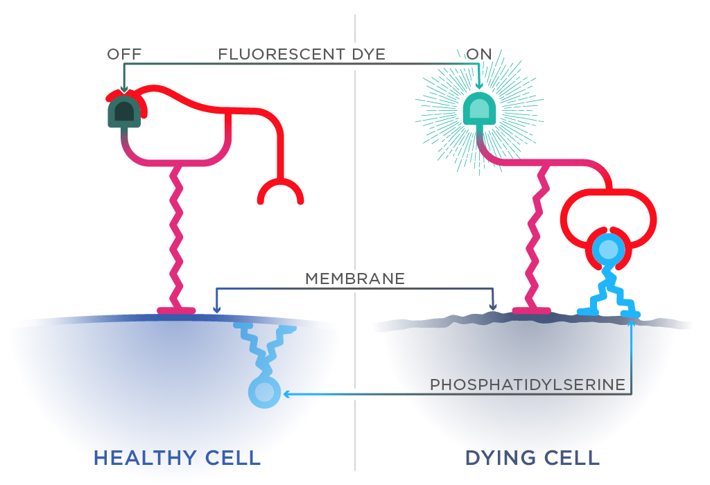 The molecular light bulb switches on when phosphatidylserine flips from the inside of a healthy cell to the outside of a dying cell.