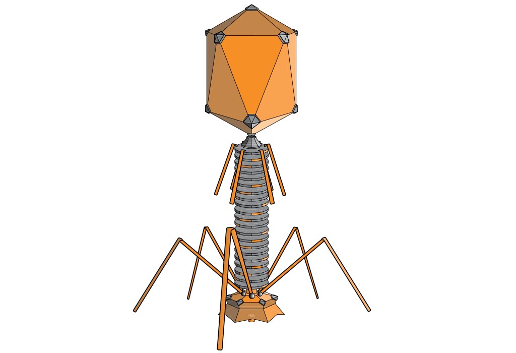 A diagram of a typical phage