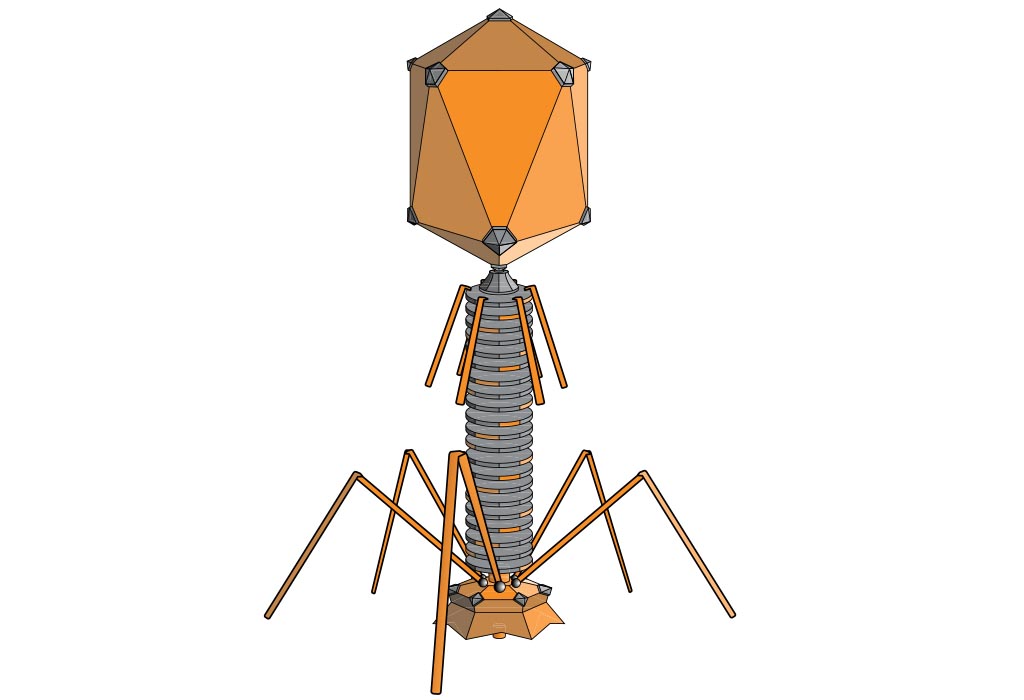 Types Of Phages