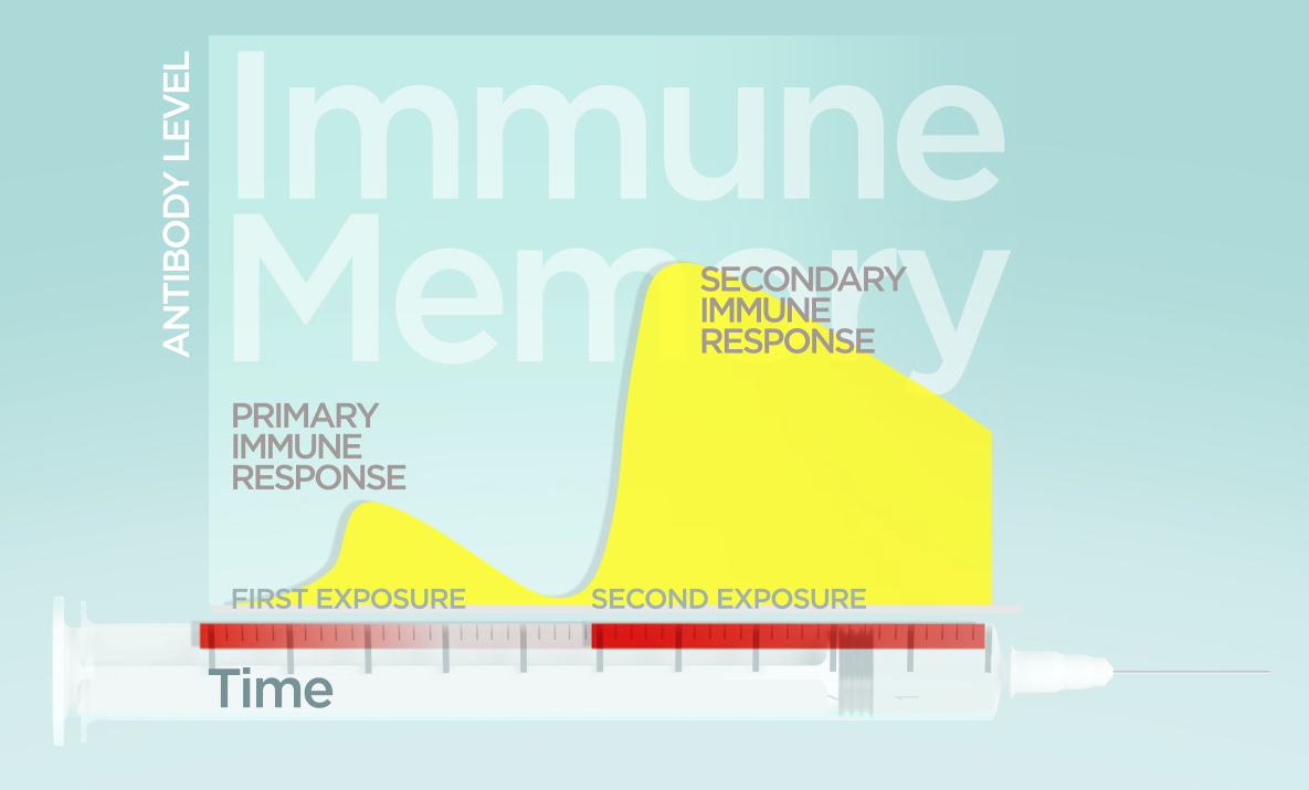 A diagram showing the immune memory response