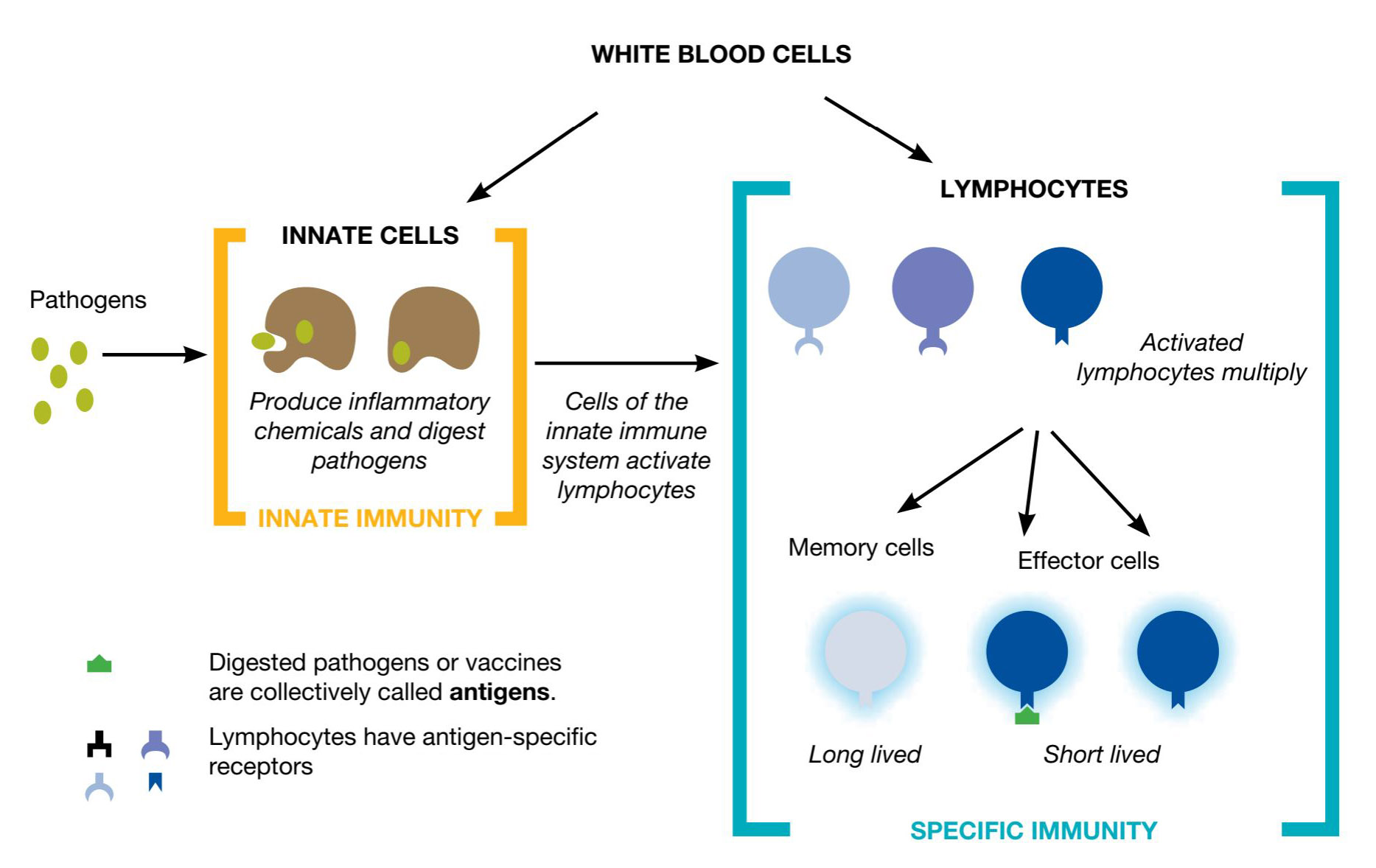 A diagram showing how white blood cells respond to infections