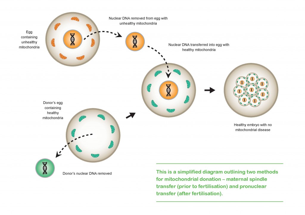 A diagram illustrating the two most common mitochondrial donation techniques