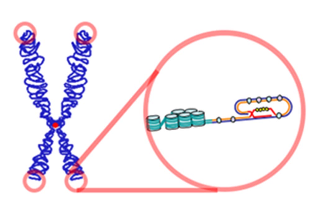Diagram showing telomere loop structure