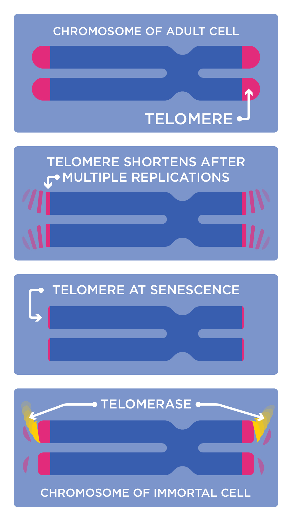 Diagram showing telomere shortening