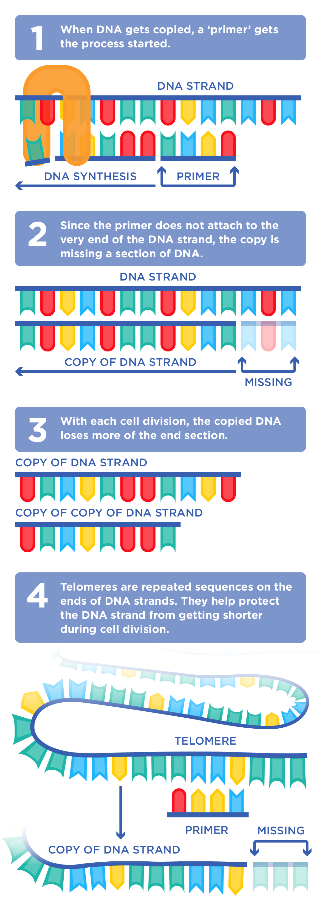 Diagram explaining telomeres