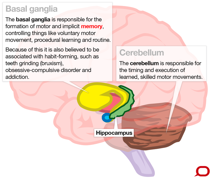 Brain diagram highlighting basal ganglia and cerebellum