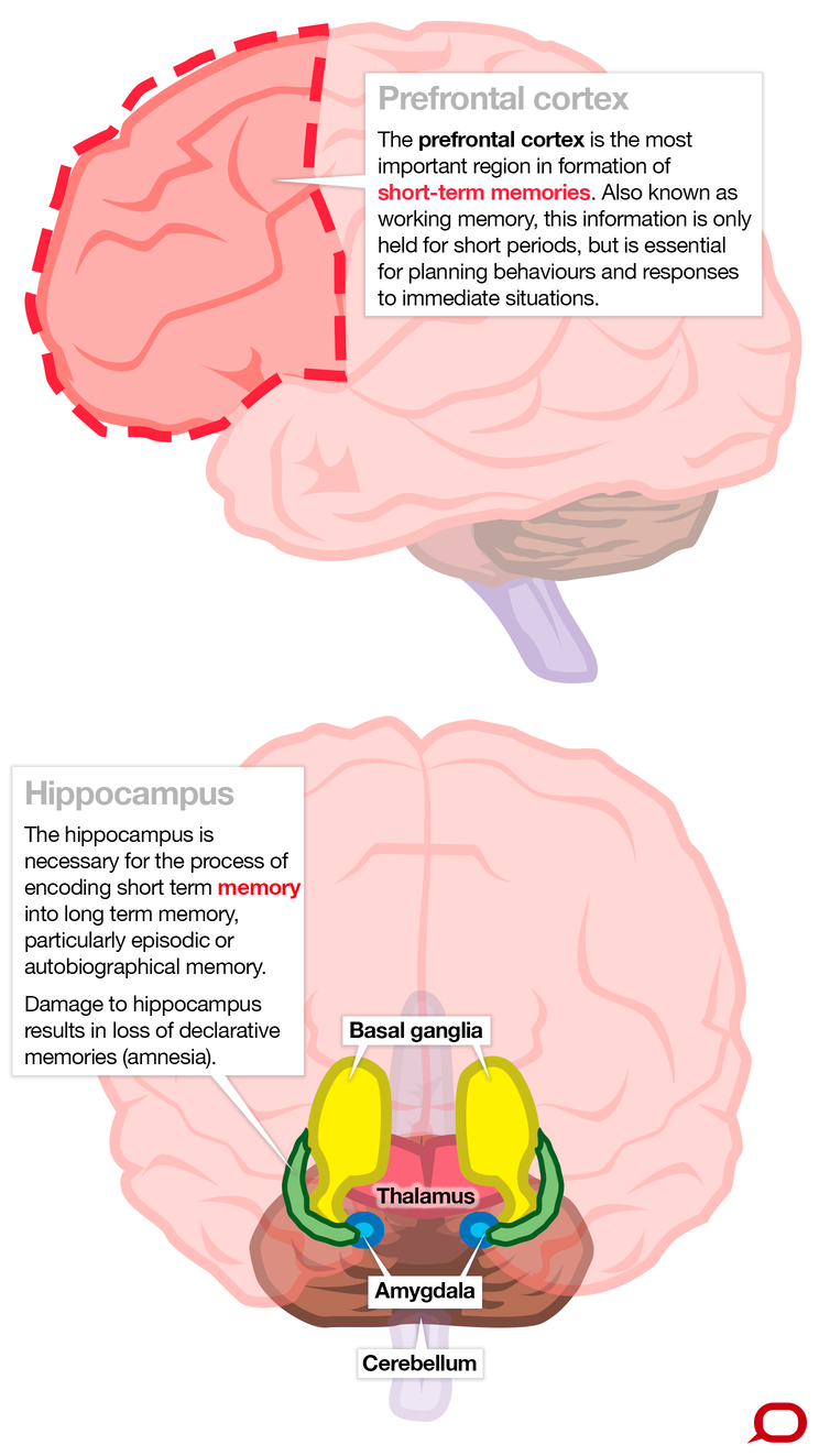 Brain diagram highlighting prefrontal cortex and hippocampus