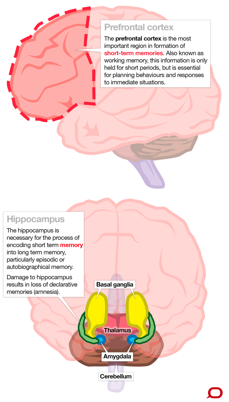 Long-term memory is formed immediately without the need for