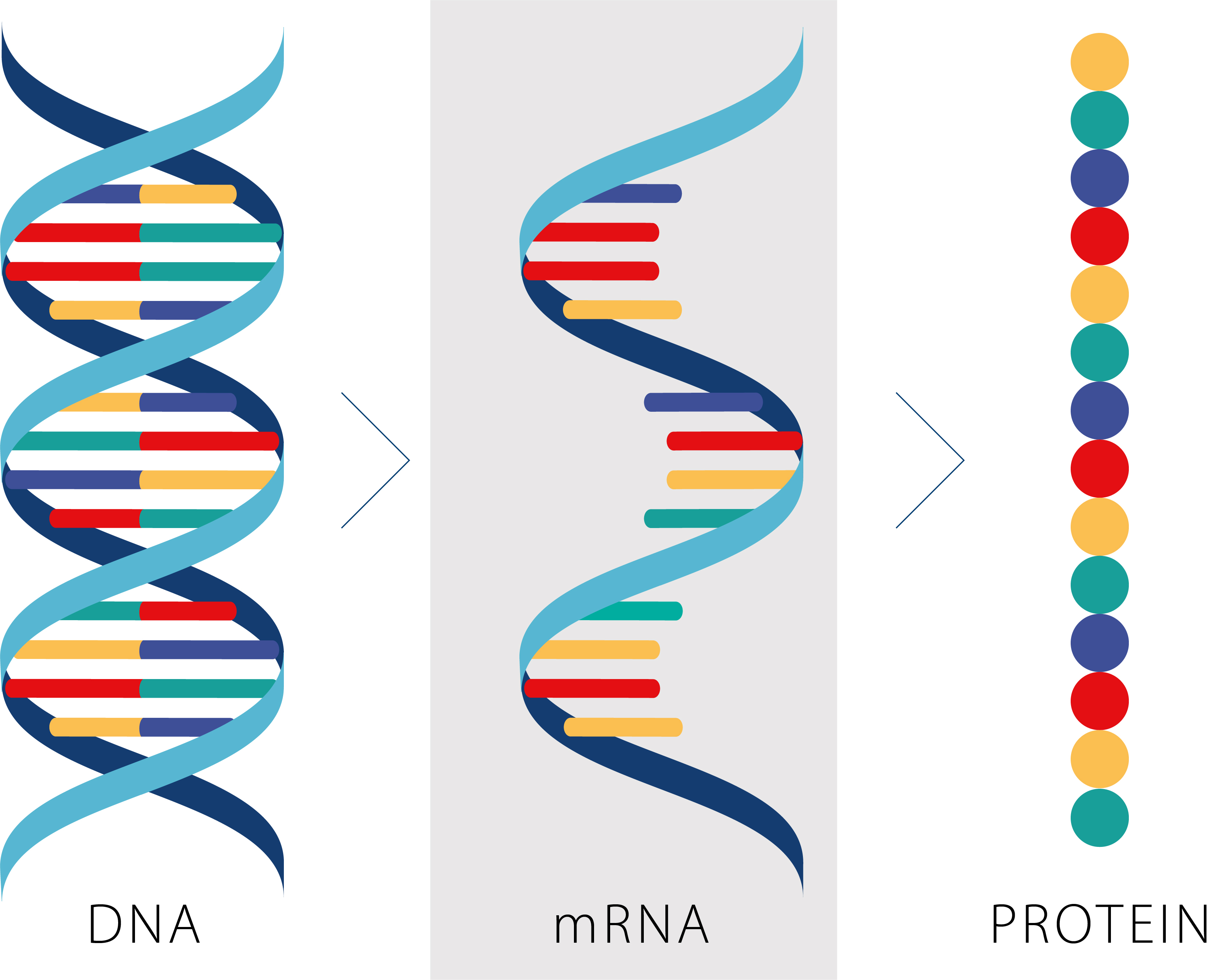 A diagram shows DNA > mRNA > protein. 