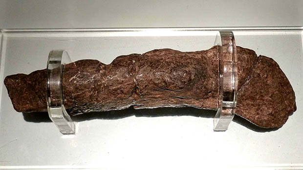 A photo of a human coprolite.