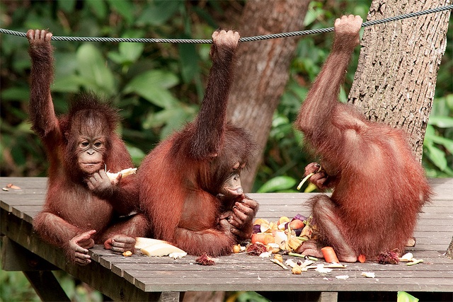 Orangutans eating fruit.
