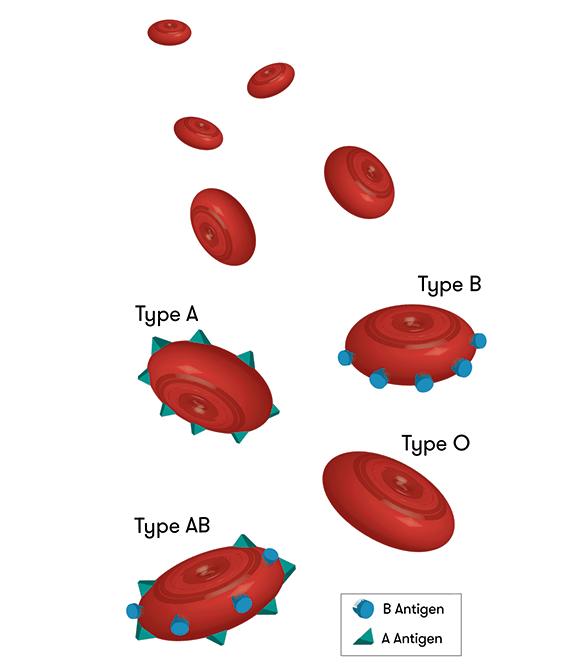 Blood Type Giving Chart