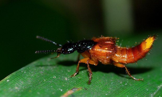 Rove beetle