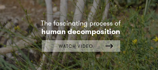 Human decomposition video