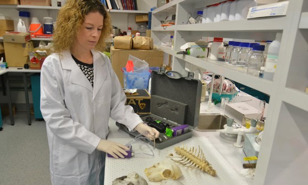 Professor Shari Forbes, head of the AFTER centre, assessing samples in the lab.