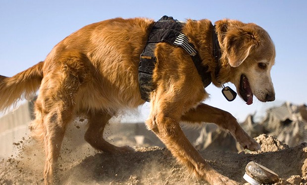 A cadaver dog digging in a training exercise
