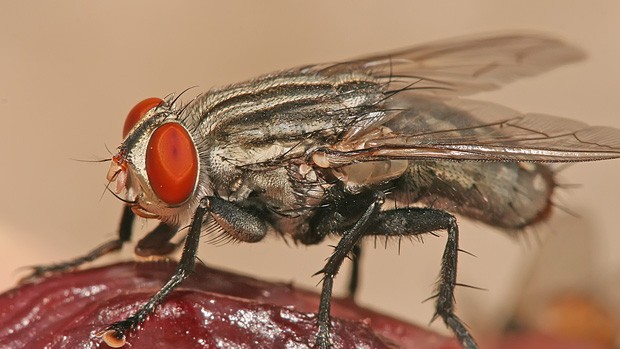 A flesh fly feeding on decaying flesh