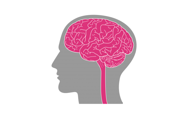 Diagram of a human brain inside a skull