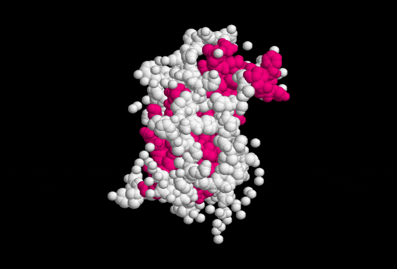 A molecular model of somatotrophine (growth hormone)