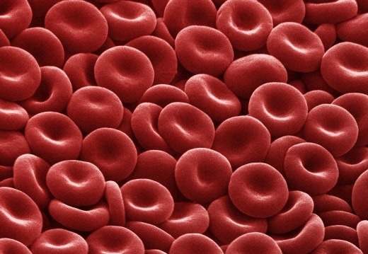 Red blood cells