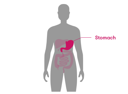 The stomach is located near the middle of the torso, on the left side.