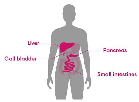 The liver is situated next to the stomach, but on the right side of the body. The pancreas is small and is under the stomach, the gall bladder is even smaller and is under the liver, and the small intestines wind their way around the bottom half of the torso.