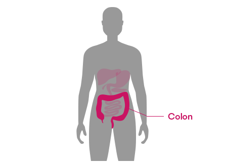 The colon winds its way around the bottom half of the torso, on the outer side from the small intestines.