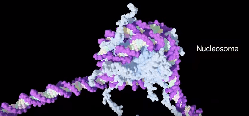 3D image of DNA coiled around a histone, creating a nucleosome