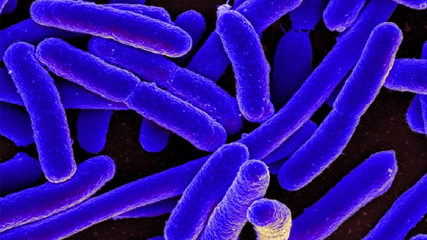 E.coli bacteria