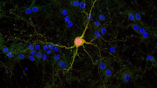 Neurons in the brain