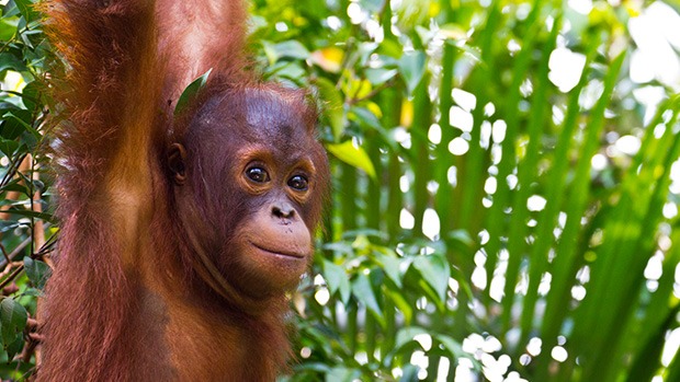 A baby orangutan