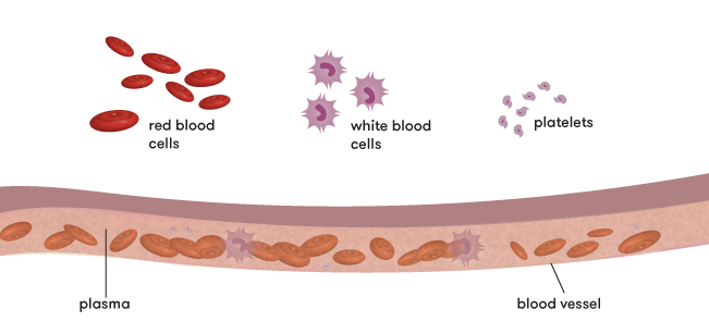 Plasma in  our blood