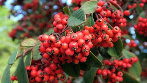 A picture of poisonous cotoneaster berries.